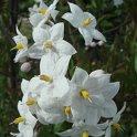Solanum jasminoides 'Alba' fleur